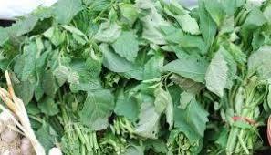 Fresh Bitterleaf (Please read NOTICE in the DESCRIPTION Box below before purchasing this product)