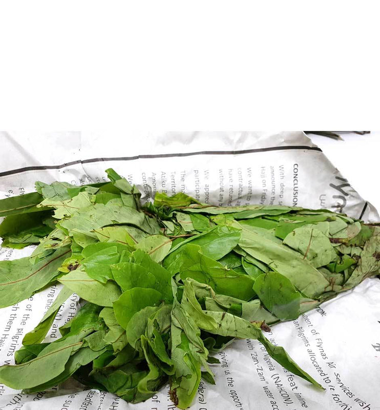 Fresh Oha Leaves Bunch (Please read NOTICE in the DESCRIPTION Box below before purchasing this product)