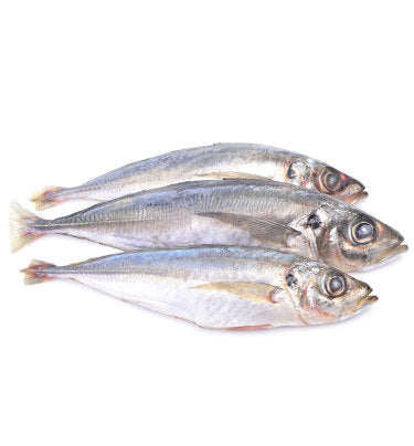 Horse Mackerel Fish