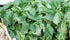 Fresh Bitterleaf (Please read NOTICE in the DESCRIPTION Box below before purchasing this product)