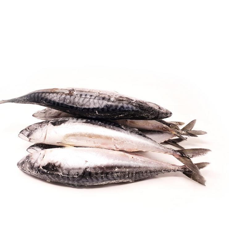 Mackerel Fish