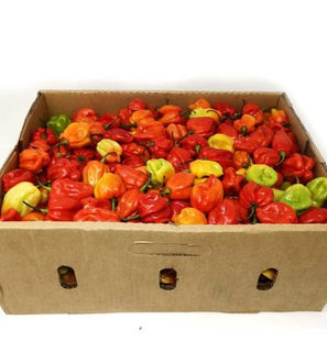 Atarodo Scotch Bonnet (Hot Pepper)