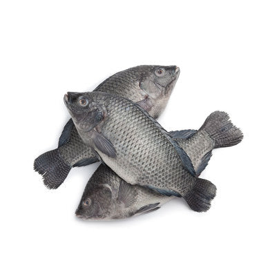 Whole Tilapia Fish